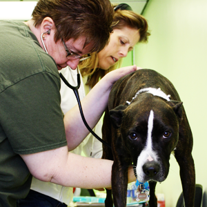 Jean Gill and Dr. Kim Nelson examine Mocha at Four Paws Fitness and Rehab.